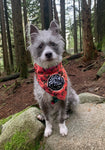 Trail dog bandana